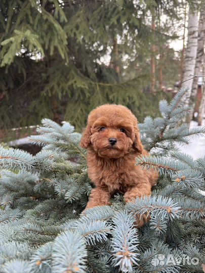 Той-пудель мини девочка редбраун РКФ
