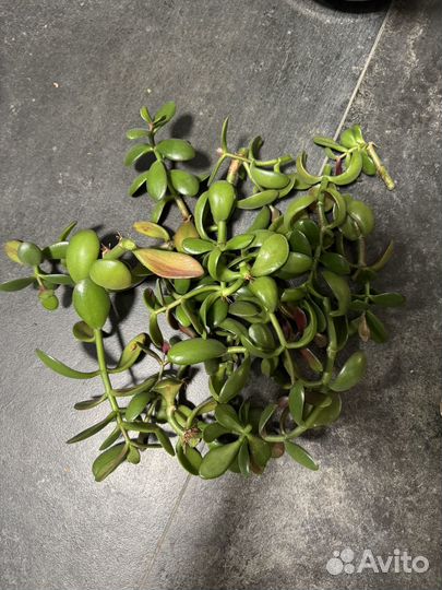 Крассула овата - денежное дерево