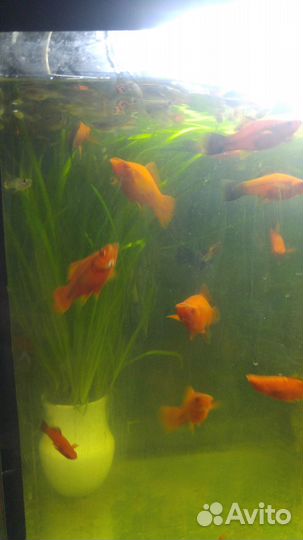 Рыбки Аквариумные растения