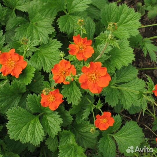 Цветущие многолетники для клумбы