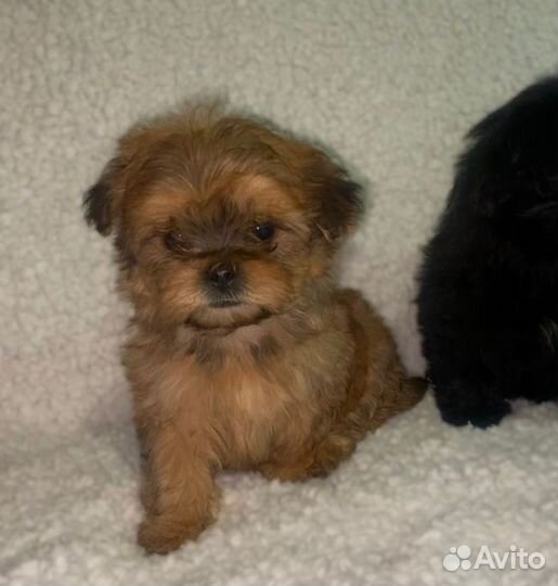 Мальтипу щенки мальчики