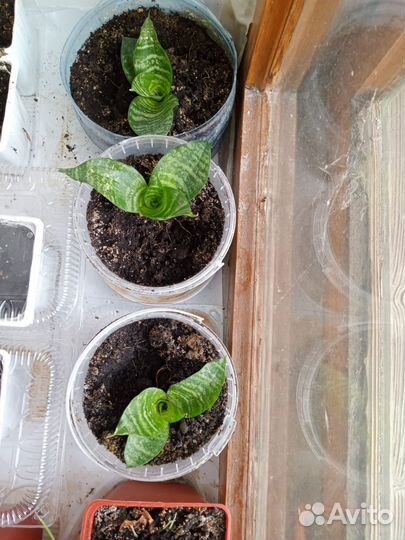 Сансевиерия