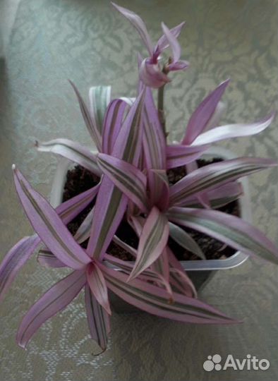 Тралесканция Розовая сирень. И другие