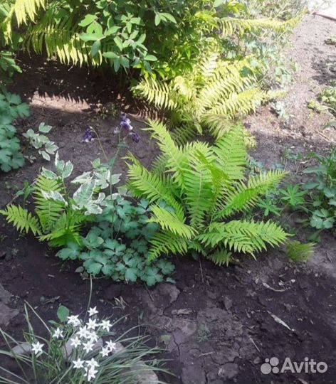 Папоротник