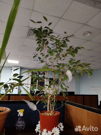 Фикус бенджамина