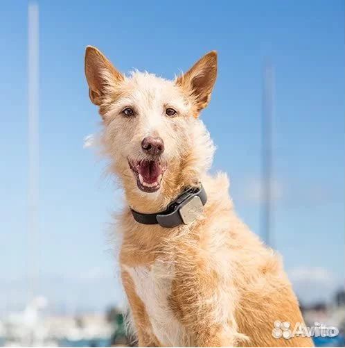 Электронный ошейник для собак