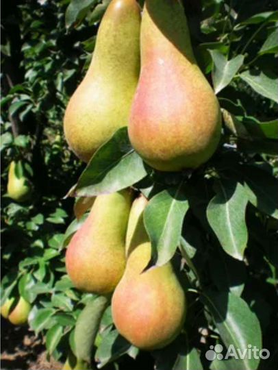 Саженцы груши на ва29 и дички