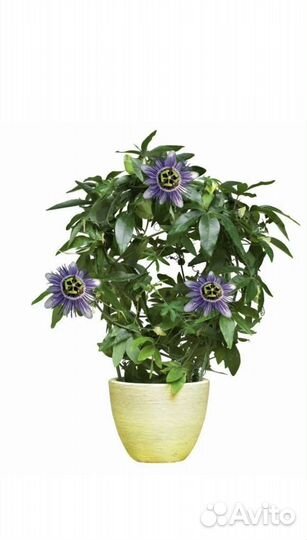 Пассифлора, Стапелия