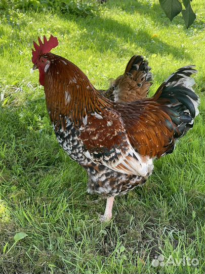 Куры загорские ситцевые, инкубационное яйцо