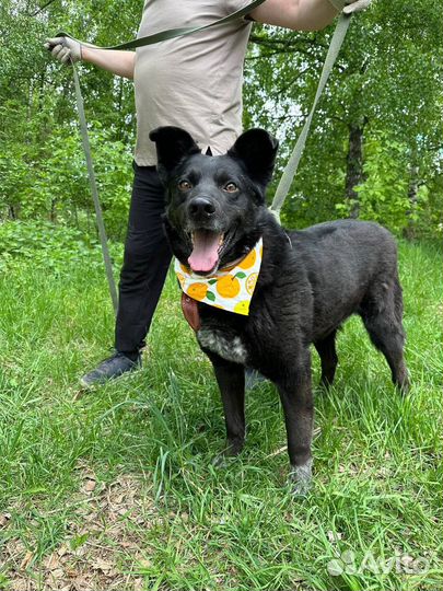 Позитивный пес Грант ищет дом