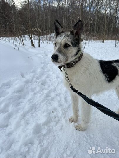 Бородач Амир стал приютским