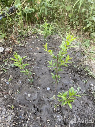 Саженцы граната