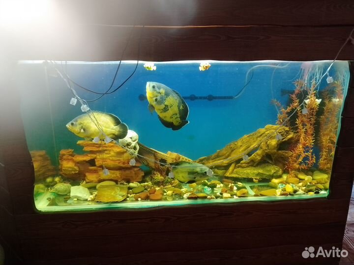 Стойка барная и аквариум 300л