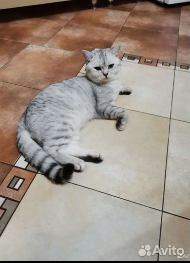 Шотландская