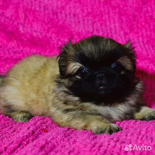 Пекинес девочка