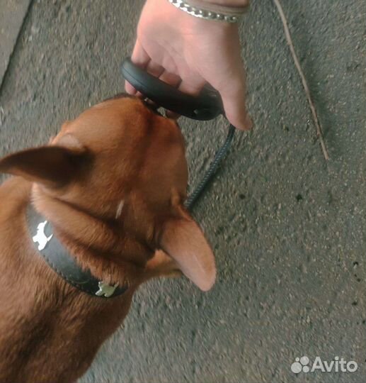 Выгульщик собак с 12 лет