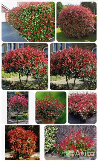 Кустарники и хвойные