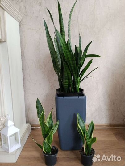 Комнатные растения