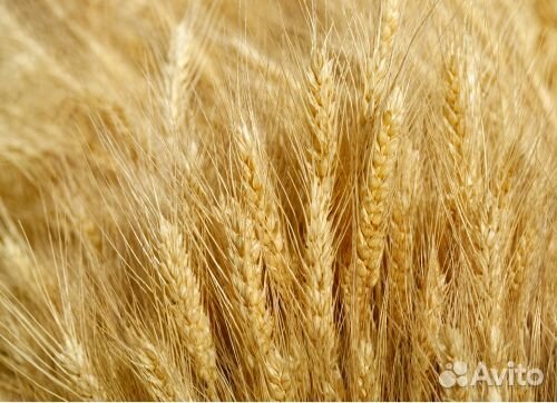 Семена озимой пшеницы и тритикале эс