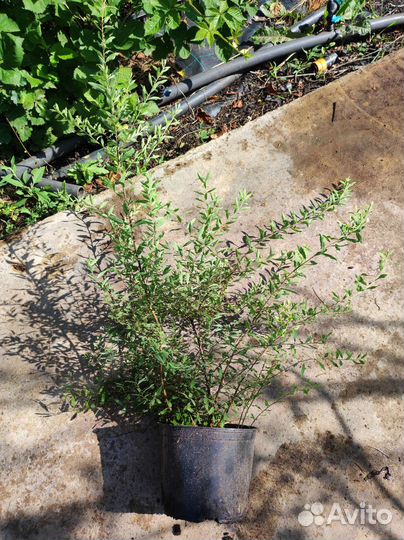 Спирея грефшейм