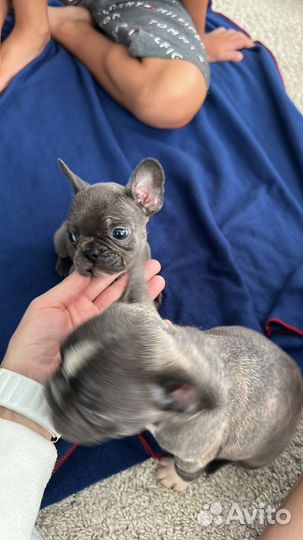 Французские бульдоги голубые в лилак программу
