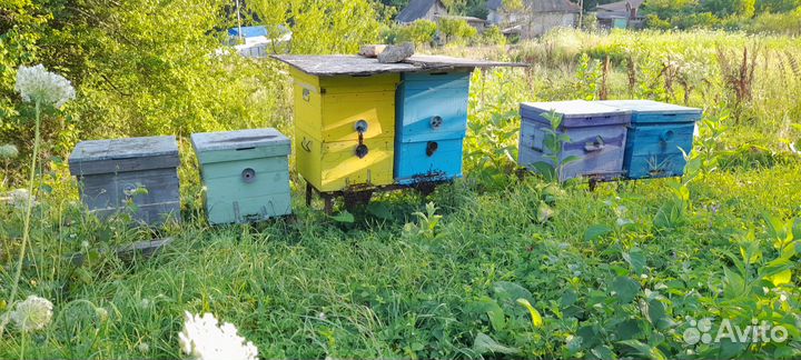 Пчелы с ульями