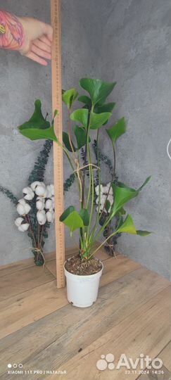 Антуриум Arrow