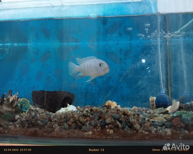 Аквариумная рыбка
