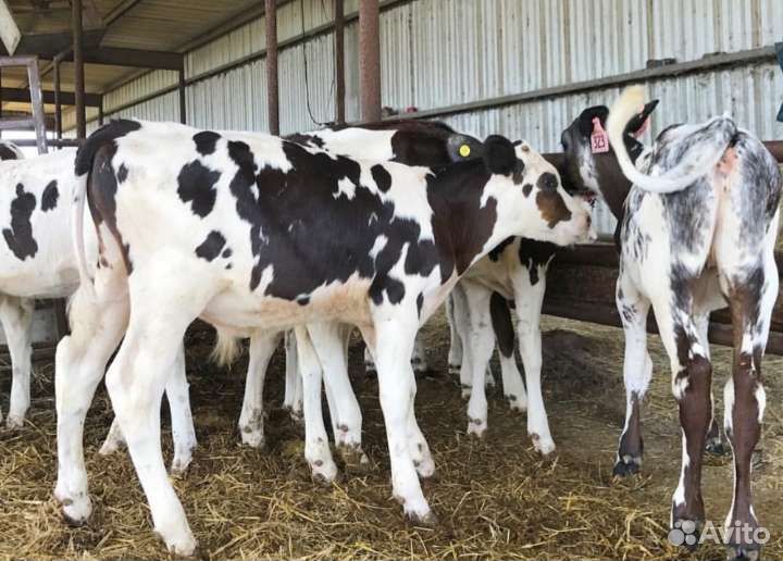 Телята бычки