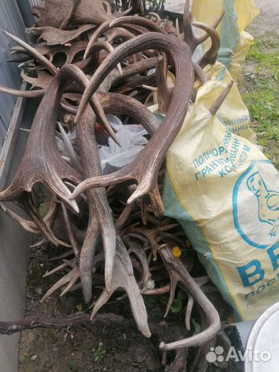 Заготовка рогов лося и оленя