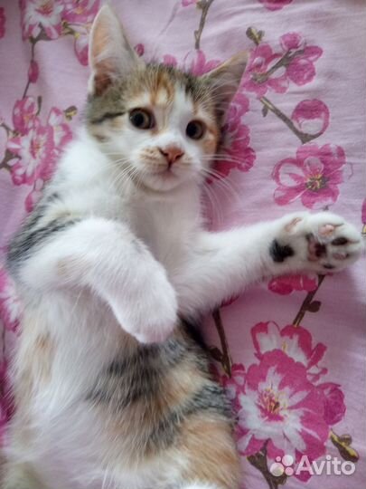 Кошка