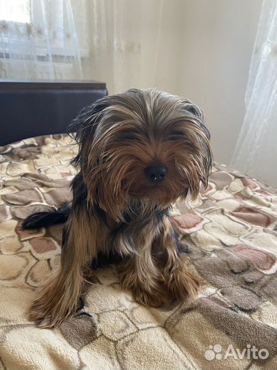 Йоркширский терьер