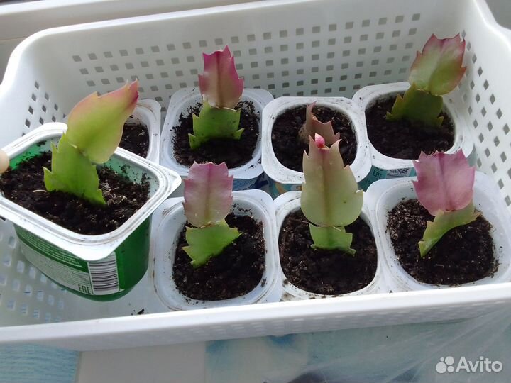 Декабрист сортовой