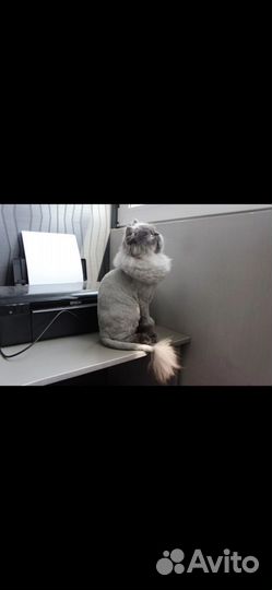 Стрижка кошек