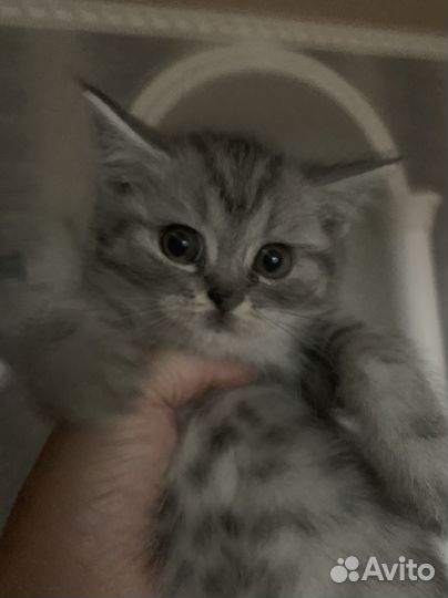 Шотландские котята