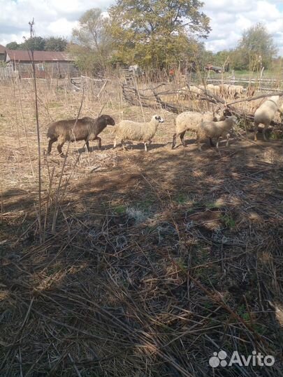 Баран на племя