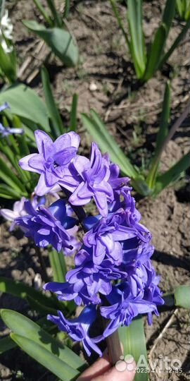 Луковицы махровых гиацинтов