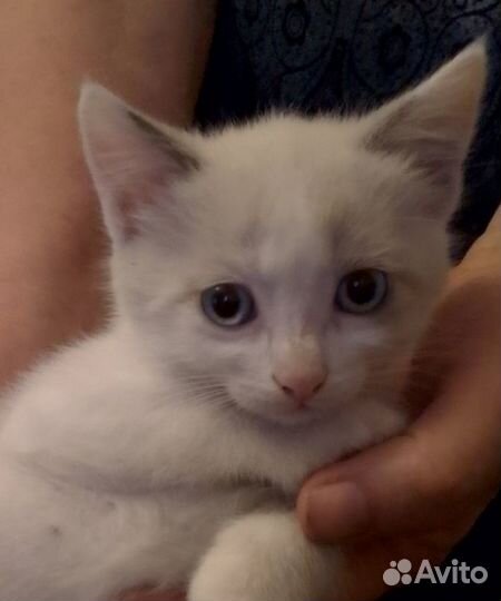 Бесплатно в добрые руки