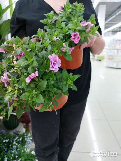 Комнатные цветы