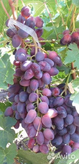 Саженцы винограда