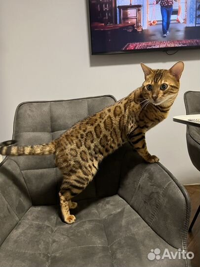 Бенгальский кот вязка