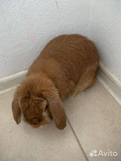 Декоративный кролик, карликовый баран