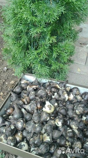 Крокусы осенние луковицы (штенбергия)