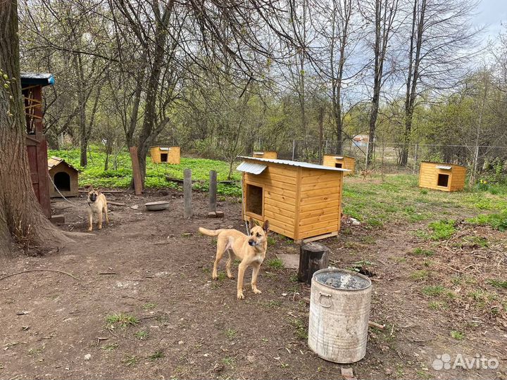 Девочка в добрые руки