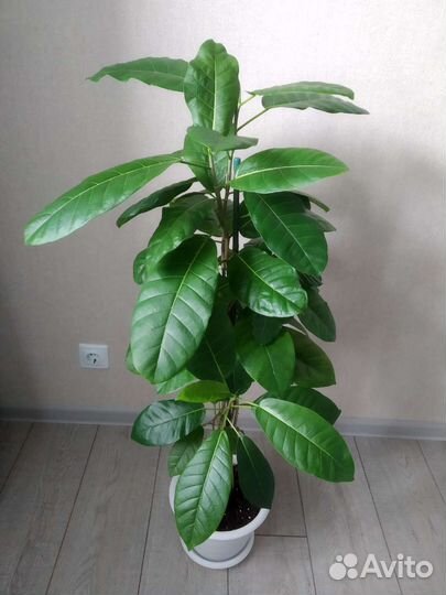 Фикус бенгальский одри