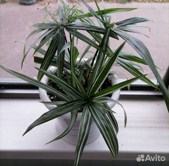 Циперус вариегатный карликовый