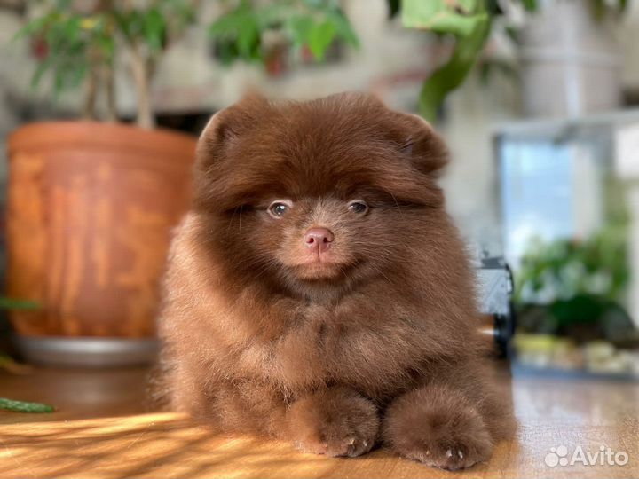 Померанский шпиц шоу класс