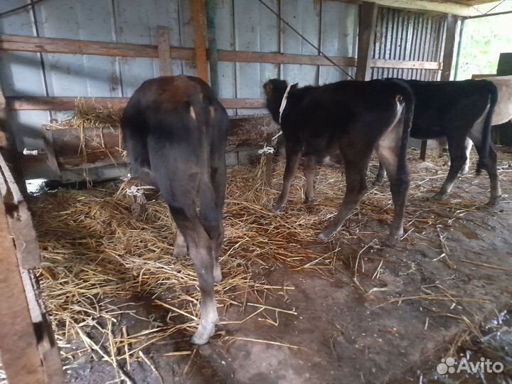 Бычки и телята