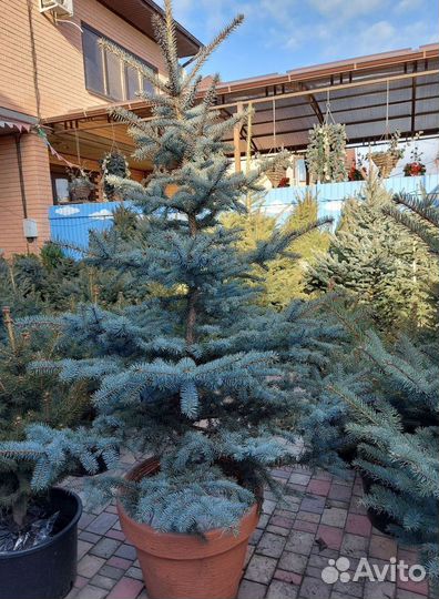 Ель 2.5м