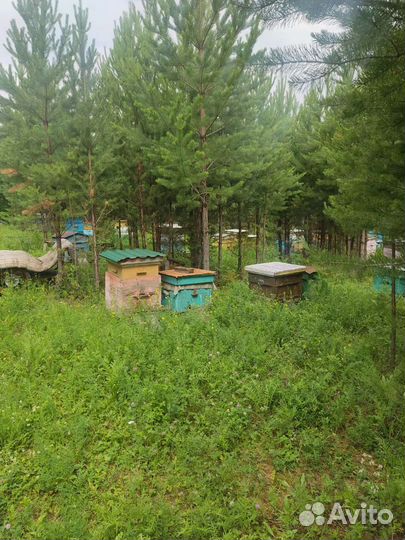 Мед от честного пасечника